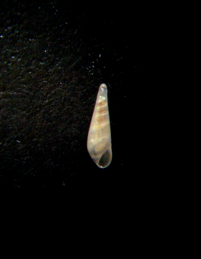 Melanella glypta?